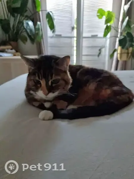 Chatte écaille disparue à Angers - photo