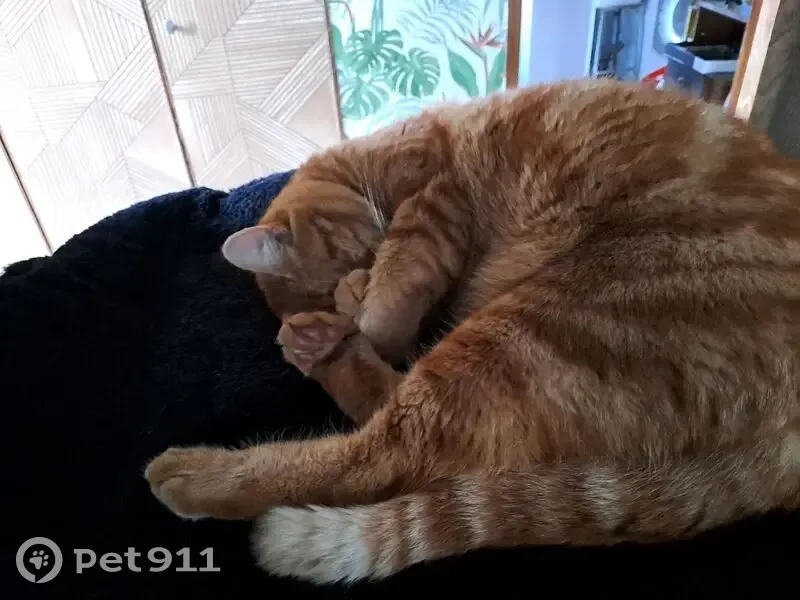 Chat roux perdu, calme à Carquefou - photo