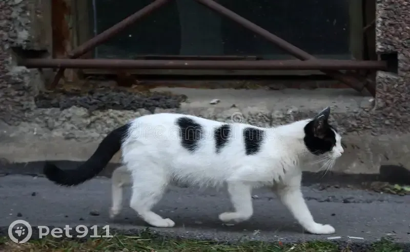 Chat mâle blanc tacheté perdu à Rosières - photo
