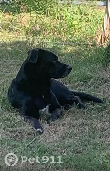 Cachorro perdido Macho (brl001524) - photo