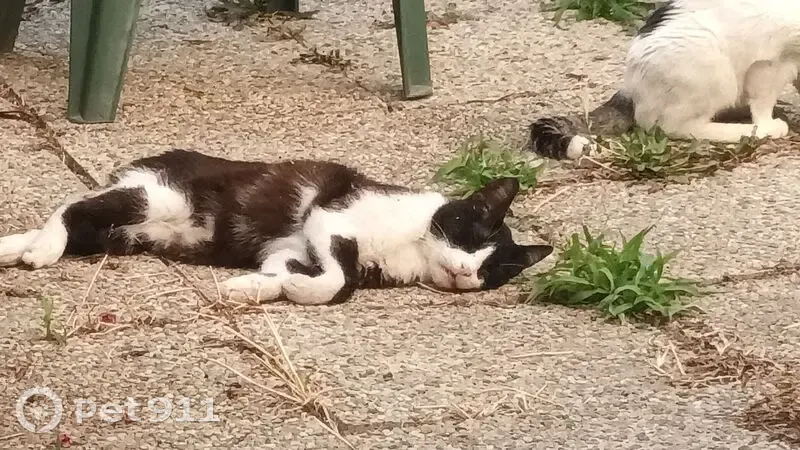 Chat perdu : Loulou, 10 ans, rue Laffon - photo