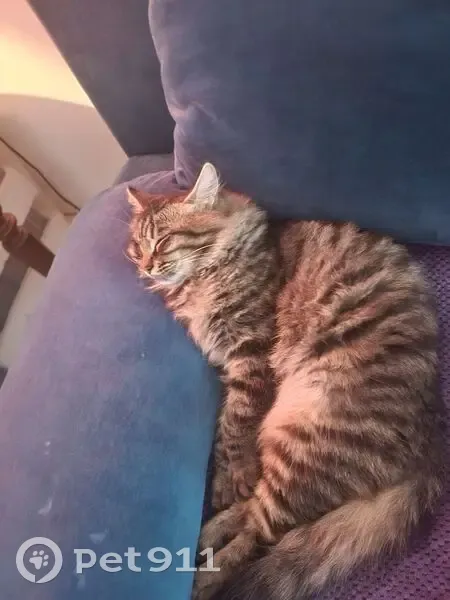 Chat mâle tigré perdu à Saint-Jean-de-Blaignac - photo