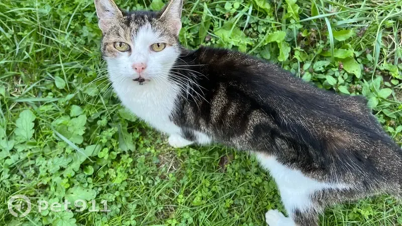 Chat tigré blanc amaigri à Lauzerville - photo