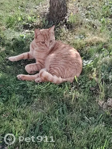 Chat roux perdu, craintif et gentil à Annezin - photo