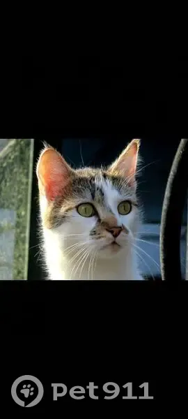 Chat perdu, tâche tête/nez, Trégunc - photo