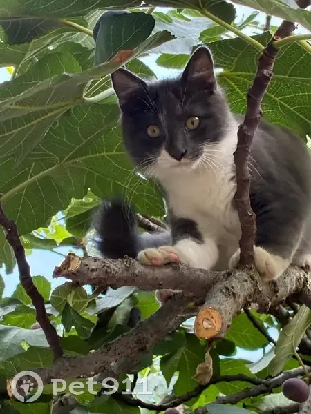 Chat perdu : Jeune gris/blanc, yeux verts - photo