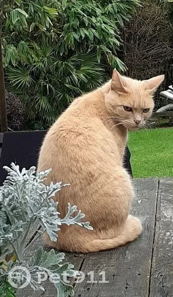 Chat roux perdu à Carnac, collier orange - photo