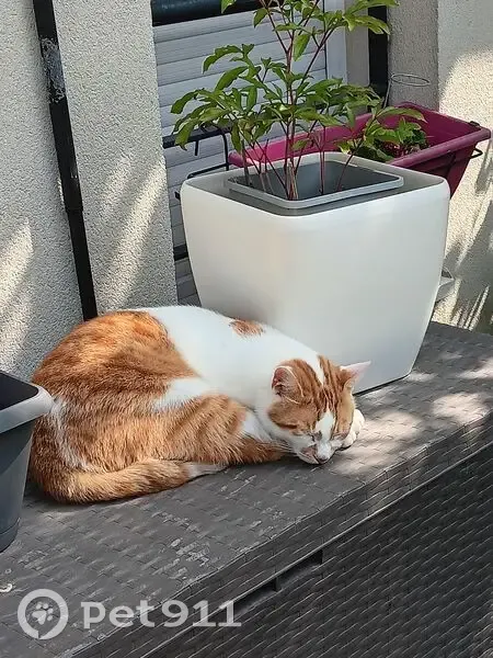 Chat roux et blanc perdu à Pierrelaye - photo