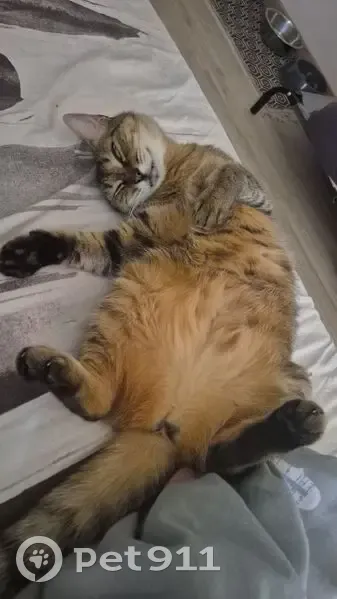 Chatte perdue à Marignane, 7 ans, tigrée - photo