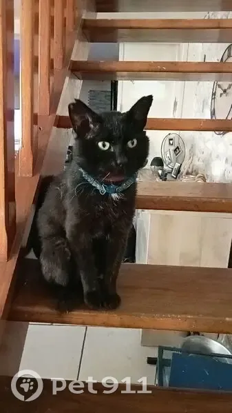 Chat perdu à Nœux-les-Mines - photo
