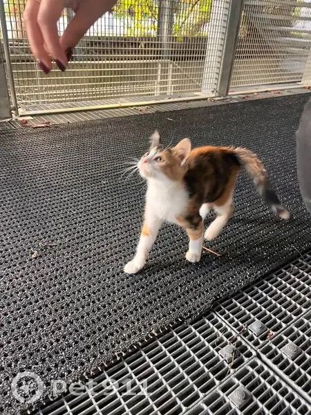 Chaton tricolore trouvé à Nantes - photo