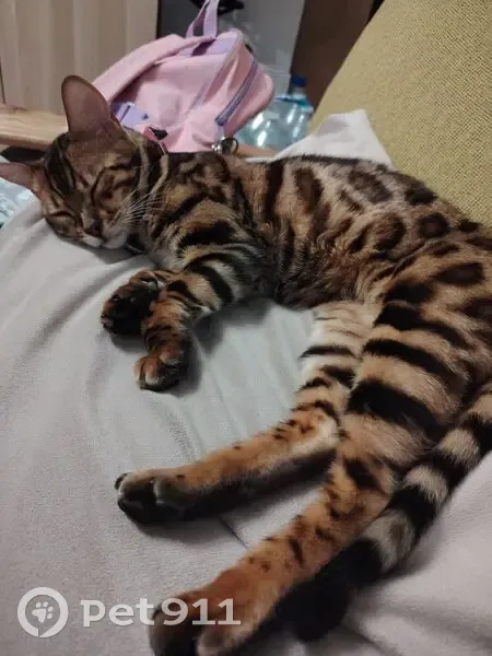 Chatte bengal perdue à Clamart - photo