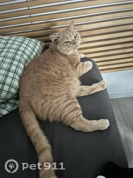 Chat crème perdu, peureux, poil épais - photo