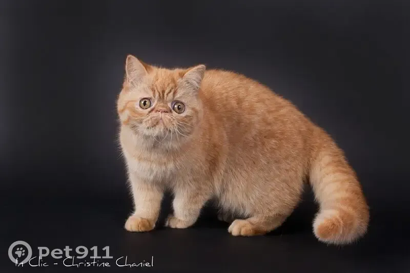 Chat Exotic Shorthair rousse perdue  - photo