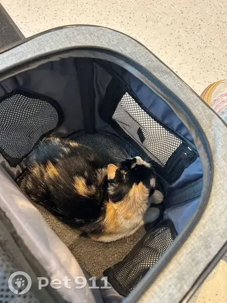 Chatte tricolore trouvée près de Reuilly - photo