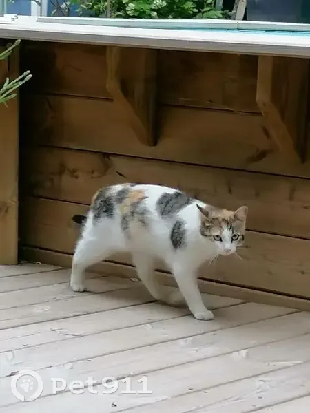 Chatte tricolore disparue à Milhaud - photo