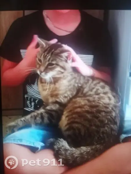Chat mâle castré perdu, queue cassée, Alès - photo