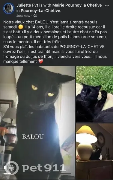 Chat perdu à Pournoy-la-Chétive : Balou - photo