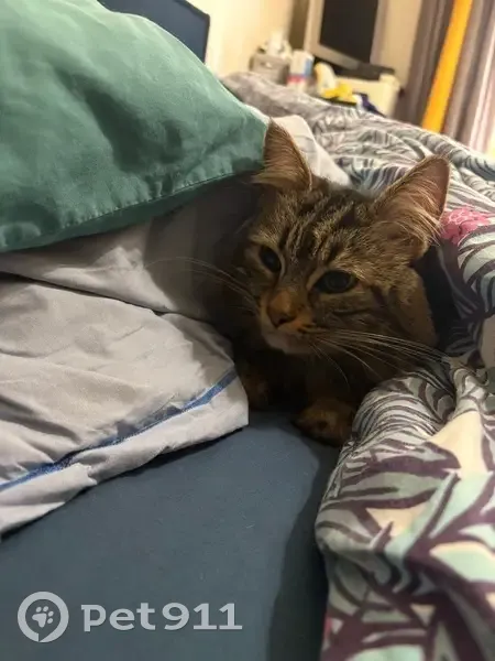 Chat perdu : Pepsy, tigré marron, Drancy - photo