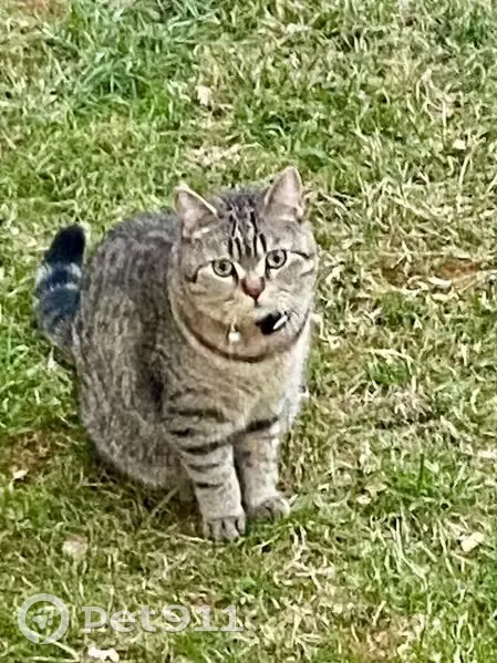 Chat Zébulon perdu à Chartres, aide requise - photo