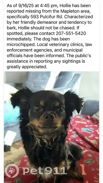 Lost Dog: Curly-Haired Pup on Pulcifur - photo