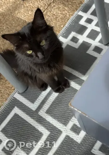 Chatte noire perdue, sociable mais craintive - photo