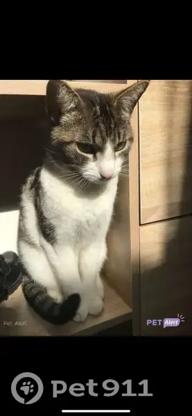 Chatte tigrée perdue à Montagnol - photo