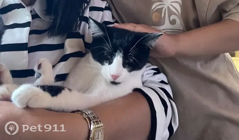 Chaton perdu, collier blanc, Brumath - photo