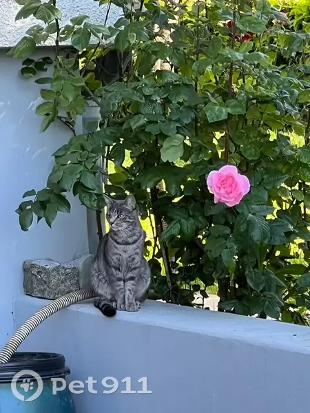 Chatte tigrée perdue à Massongy - photo