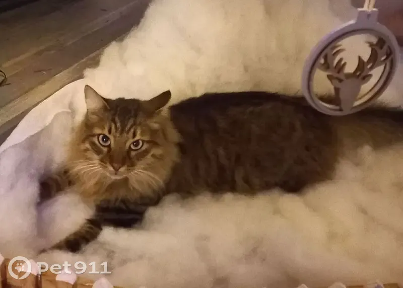 Chat mâle 5 ans perdu à Marseille - photo