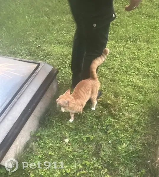 Chat trouvé, non identifié, Avenue Taillade - photo