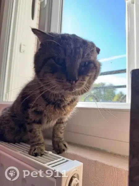 Chat trouvé en soins vétérinaires au Havre - photo