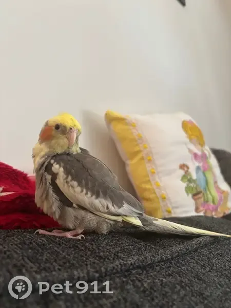 Friendly Cockatiel Lost in NC: Skittles - photo
