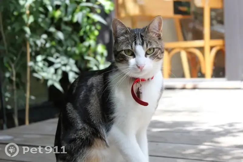 Chatte tigrée perdue à Bordeaux - photo