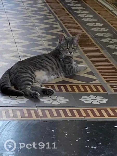 Chatte perdue, tigrée grise, Solesmes - photo