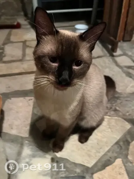 Siamois mâle trouvé, 6 mois, Nantes - photo