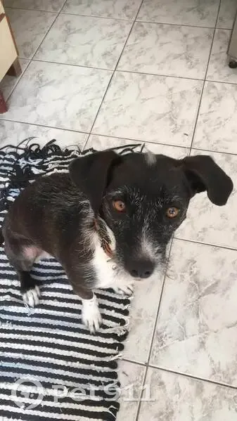 Cachorro perdido Fêmea (brl001527) - photo