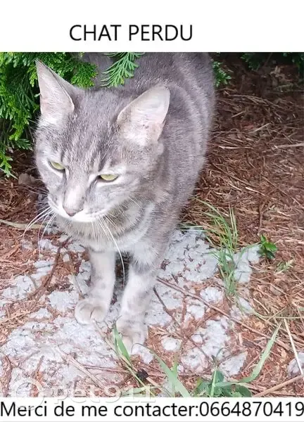 Chat perdue Gris tigre à Féchain - photo