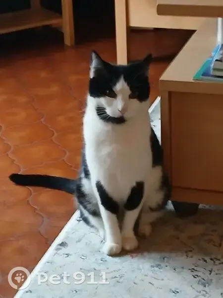 Chat noir et blanc perdu à Pierrelaye - photo