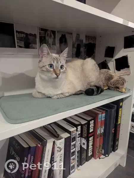 Chat perdu : Kirua, tigré blanc yeux bleus - photo