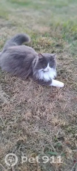 Chatte perdue, grise/blanche, Cellettes - photo