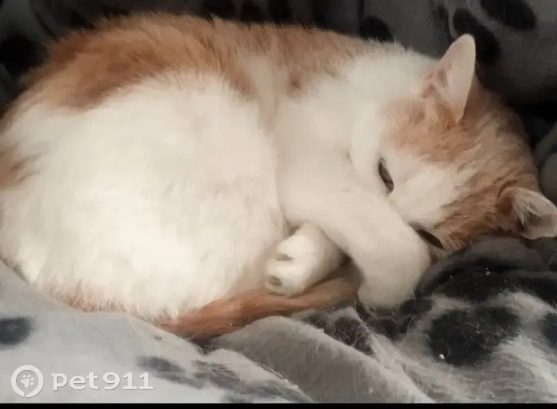 Chatte perdue : Nessy, blanche et orange - photo