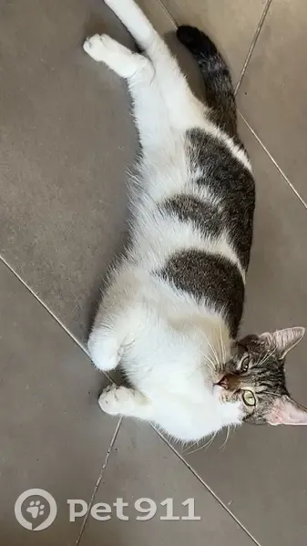 Chat perdu : Hadès, mâle blanc-tigré, Abscon - photo