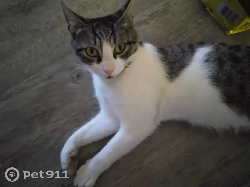 Chatte blanche/tigrée perdue à Grasse - photo