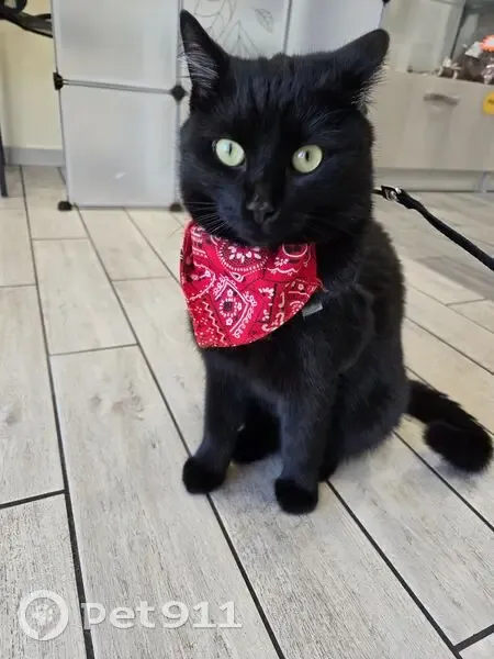 Chat noir Salem perdu à Gex, bandana rouge - photo