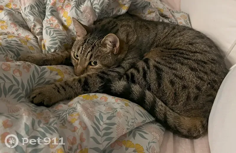 Chatte tigrée perdue à Montreuil - photo