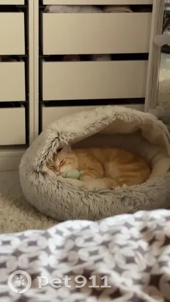 Chat roux perdu à Escalquens - photo