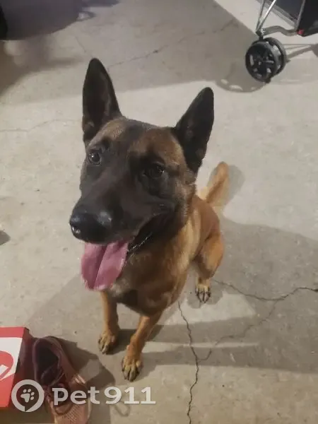 Jeune Malinois trouvé à Malvalette - photo