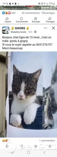 Chat mâle tigré perdu à Grigny-sur-Rhône - photo