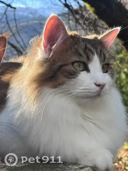 Chat perdu: blanc/tigré, poils longs, Vif - photo